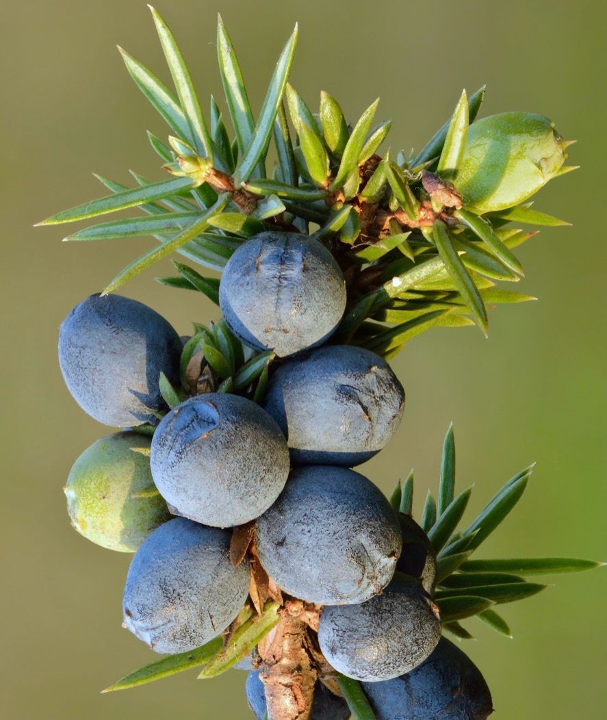 Juniperus Gin Berry