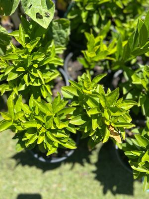 Dwarf Yesterday Today Tomorrow Or Sweet Petite