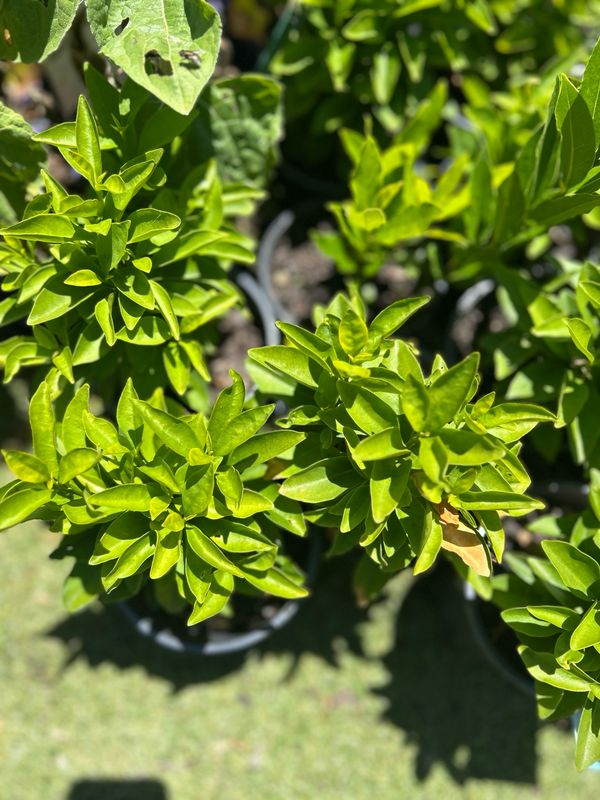 Dwarf Yesterday Today Tomorrow Or Sweet Petite