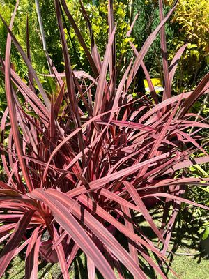 Electric Rod Cordyline Pink