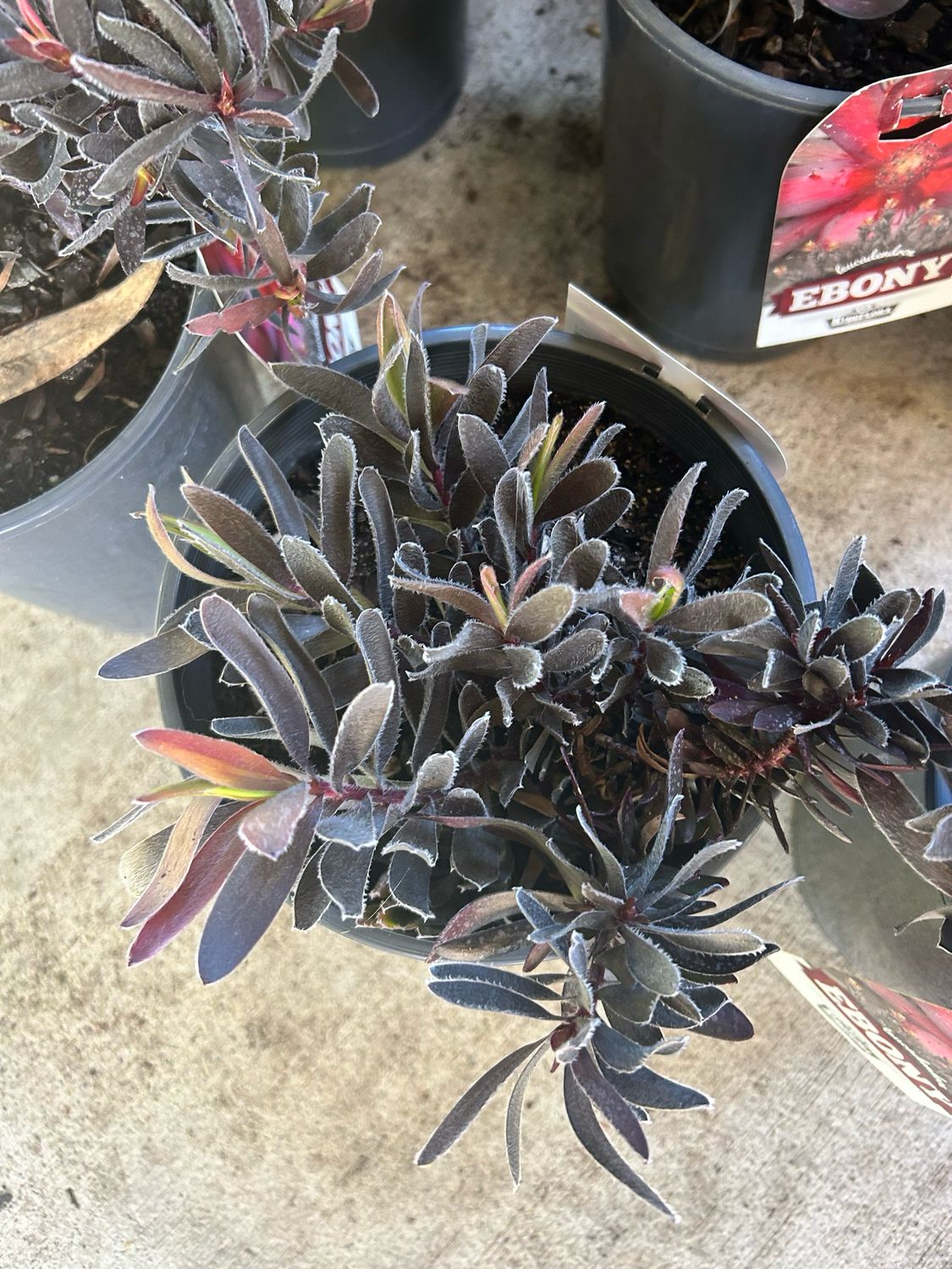 Leucospermum ‘Ebony’