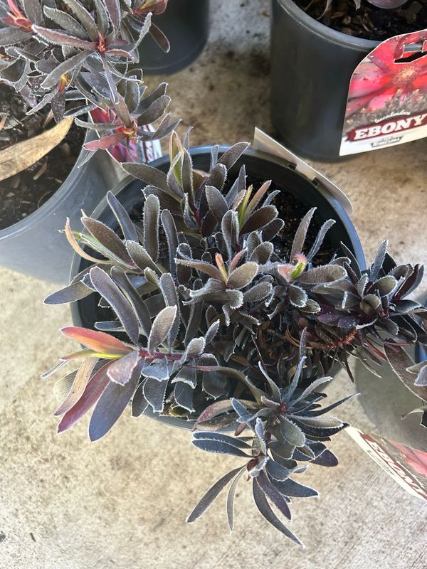 Leucospermum ‘Ebony’