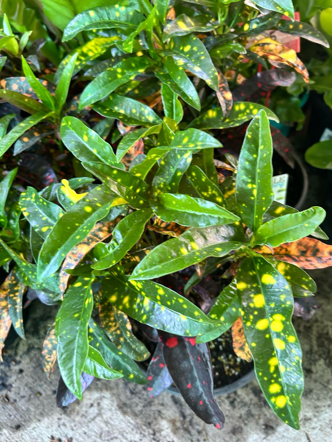 Croton