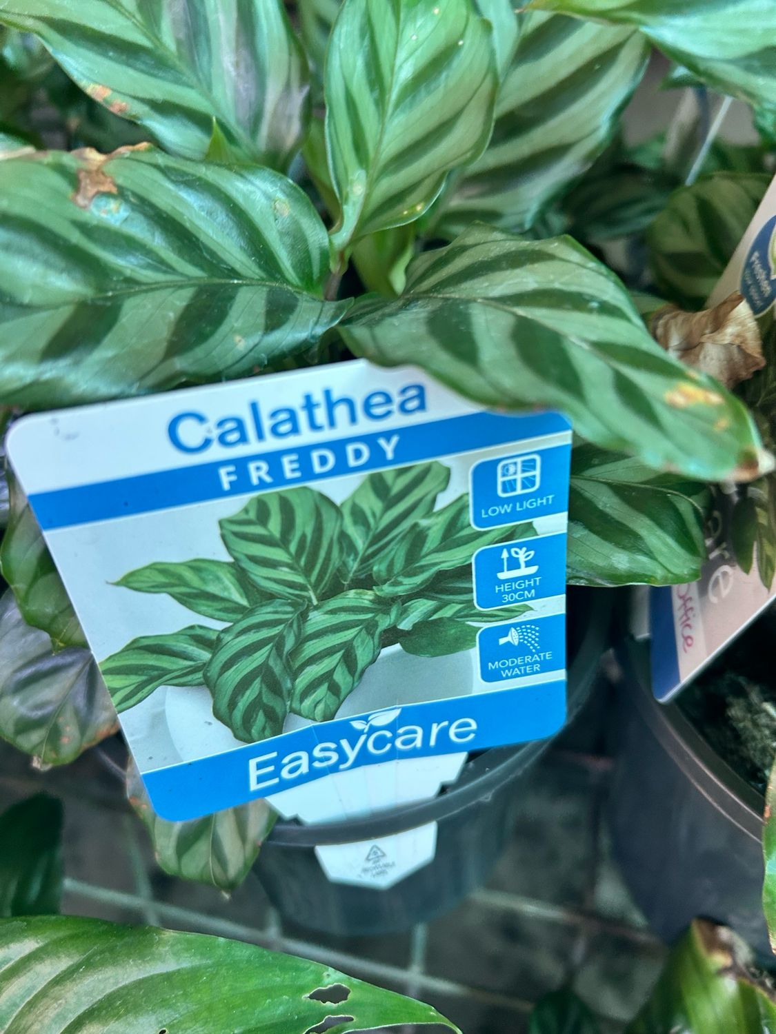 Calathea Freddy