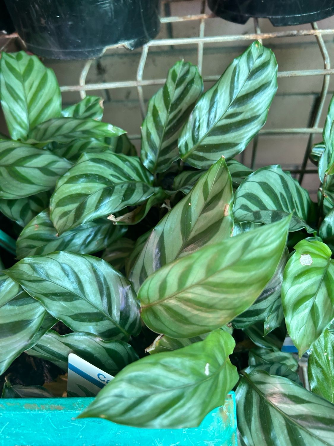 Calathea Freddy 1 L Pot