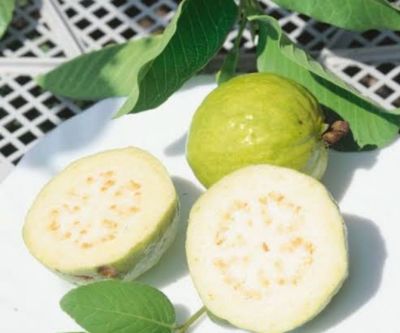 Indian Guava