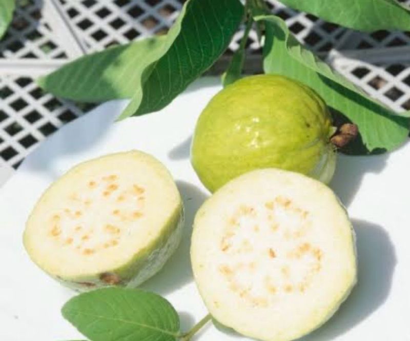 Indian Guava
