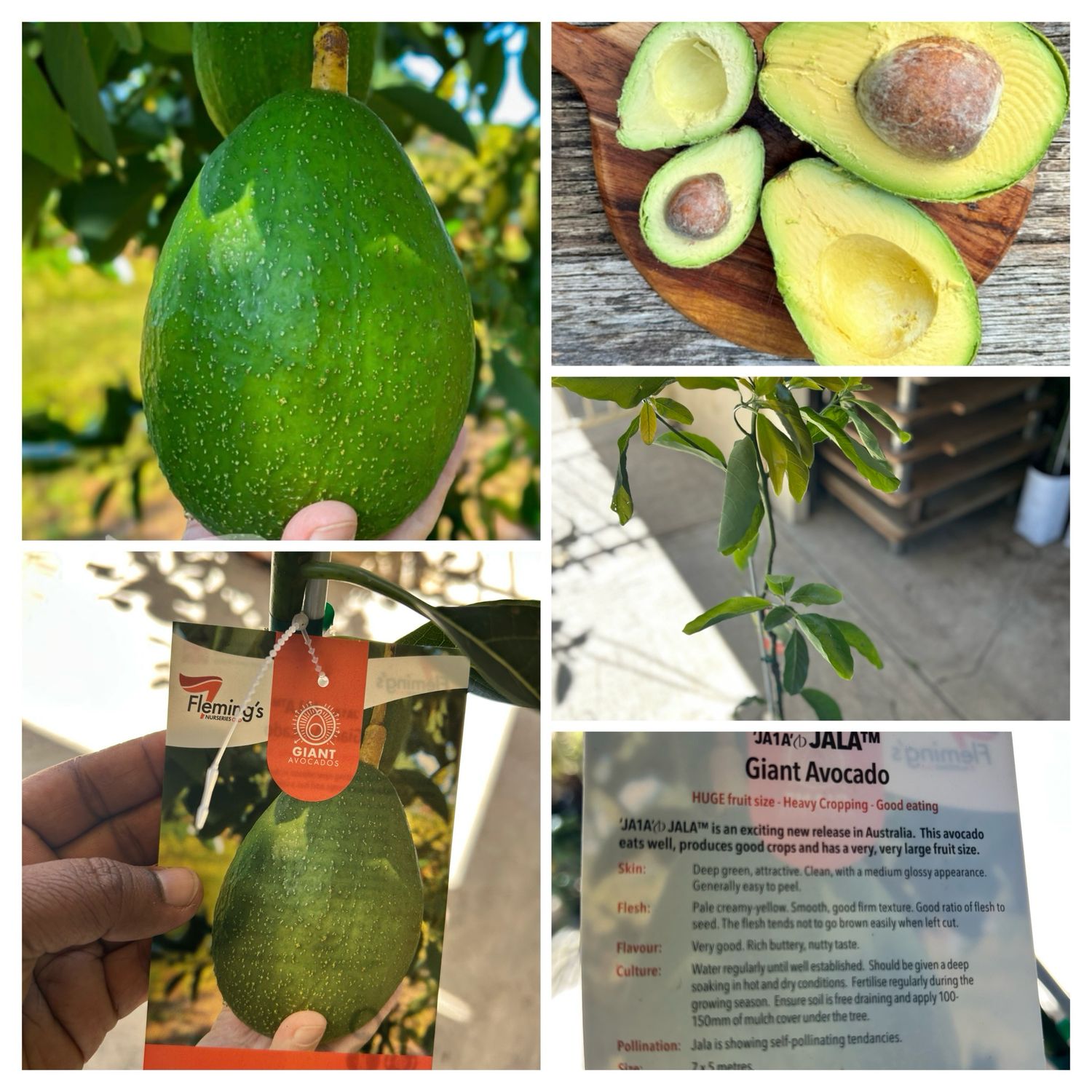 Jala Avocado Grafted 25 L Bag