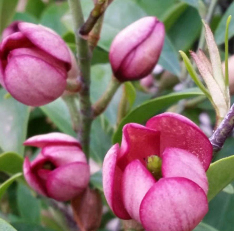 Michelia Figo Port Wine Magnolia