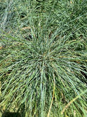 Blue Fescue