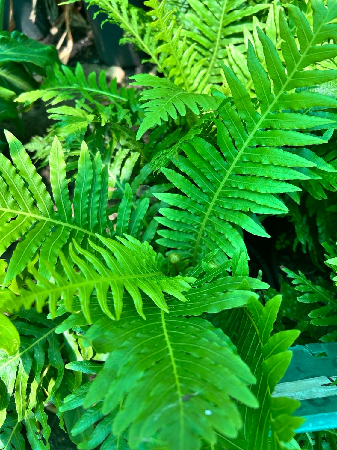 Silver Lady Fern