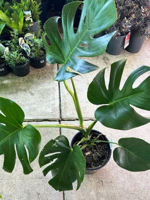 Monstera Deliciosa