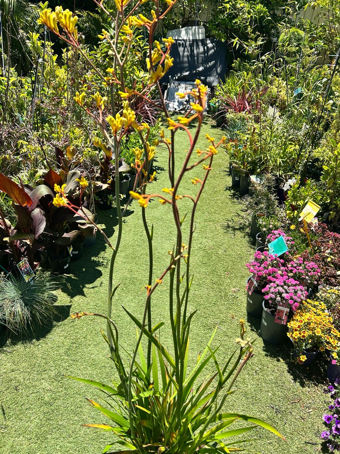 Kangaroo Paw Yellow Tall One
