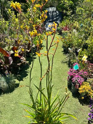 Kangaroo Paw Yellow Tall One