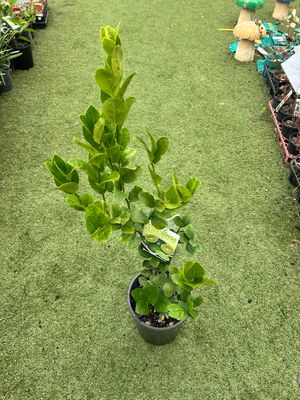 Sub Lime Or Patio Lime Or Dwarf Lime