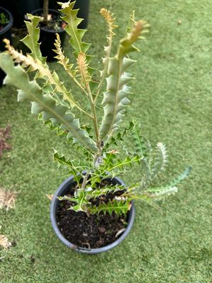Banksia Ashby Dwarf