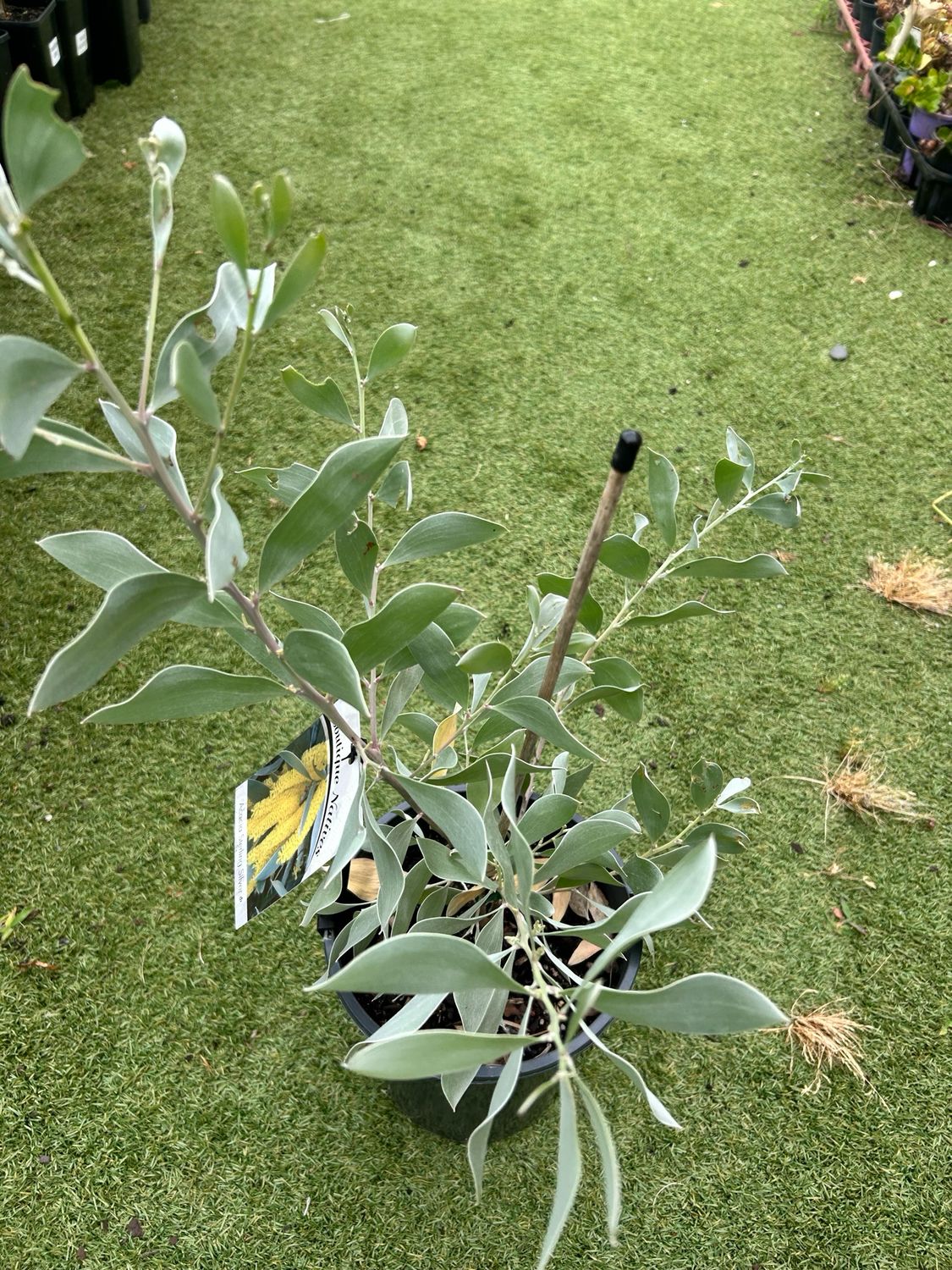 Acacia Stirling Silver