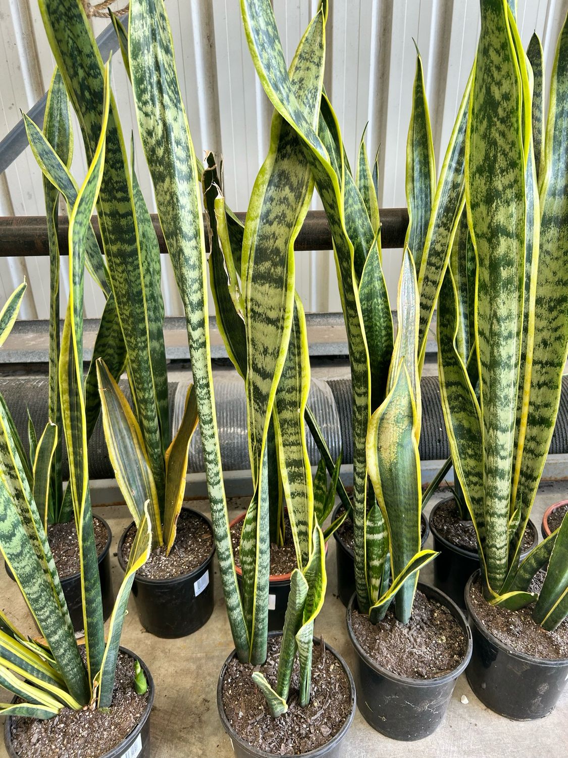 Mother In Law Tongue Sansevieria