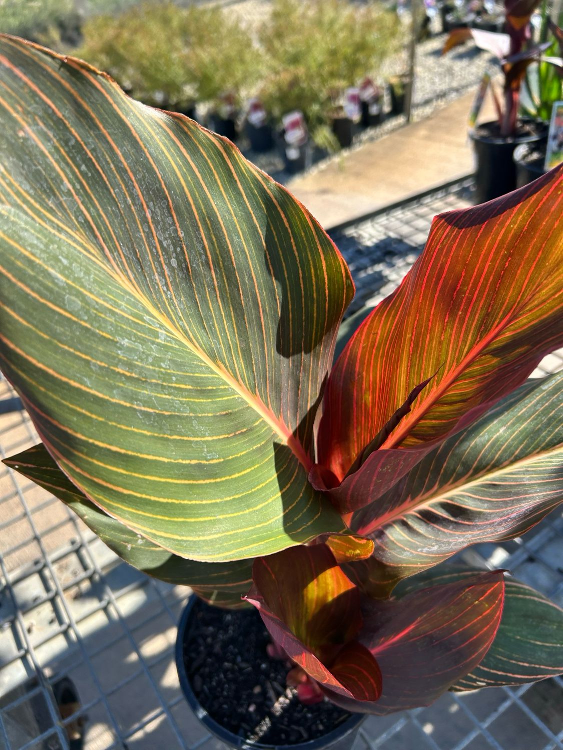 Canna Tropicanna 4 L Pot