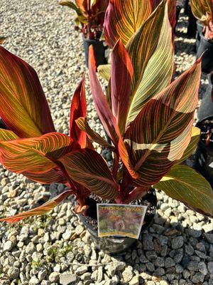 Canna Lily 4 L Pot