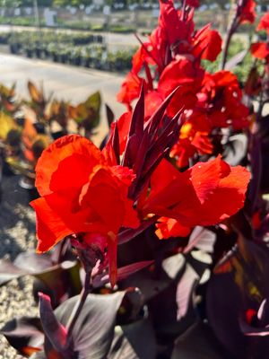 Canna Lily