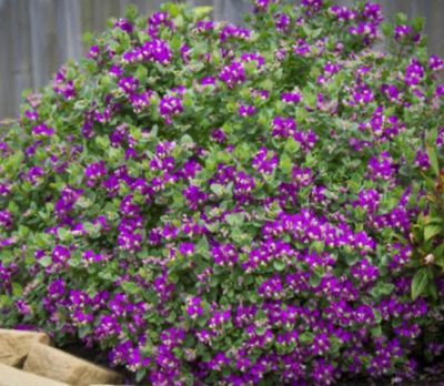 Polygala Little Bibi