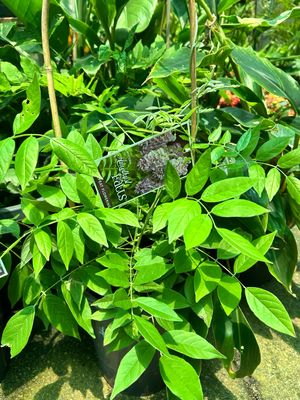Wisteria Amethyst Falls Repeat Flowering