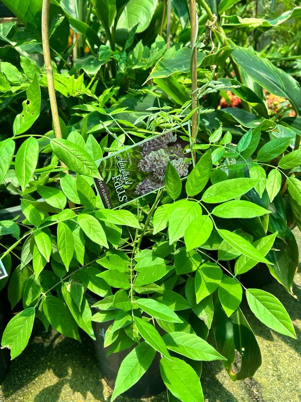 Wisteria Amethyst Falls Repeat Flowering