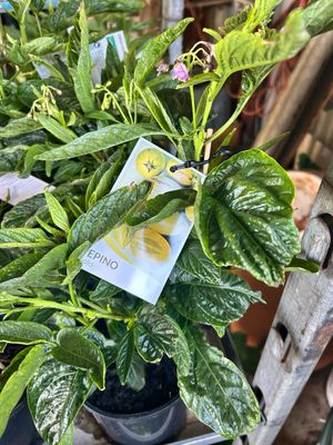 Pepino Gold Sweet Cucumber Or Melo. Pear