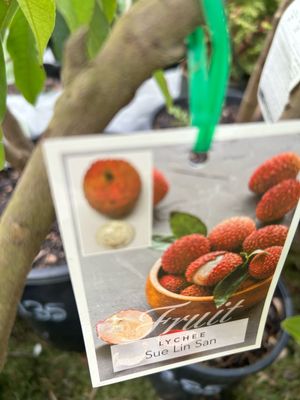 Lychee 