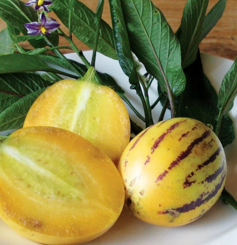 Pepino Gold Or Sweet Cucumber