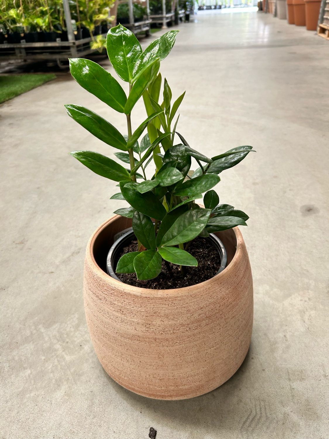 Zanzibar Gem Zz Plant