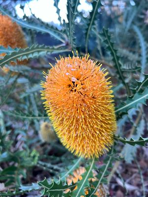Banksia Ashby Dwarf 1.4 L Pot