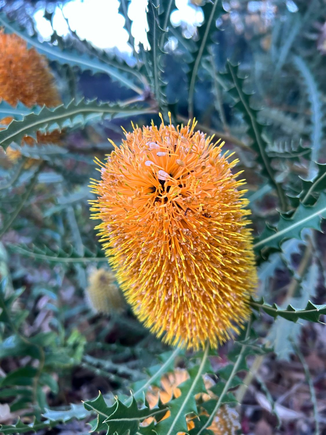 Banksia Ashby Dwarf 1.4 L Pot
