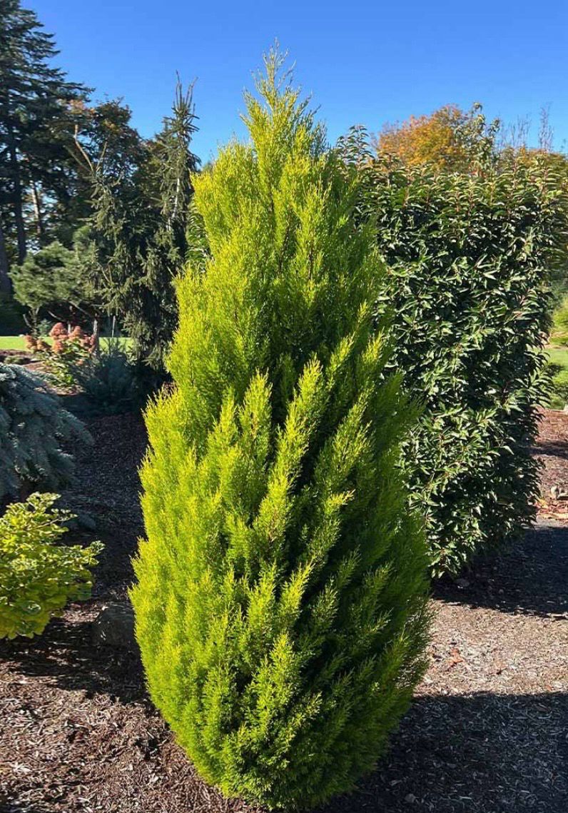 Cupressus Lemon Scented Conifer