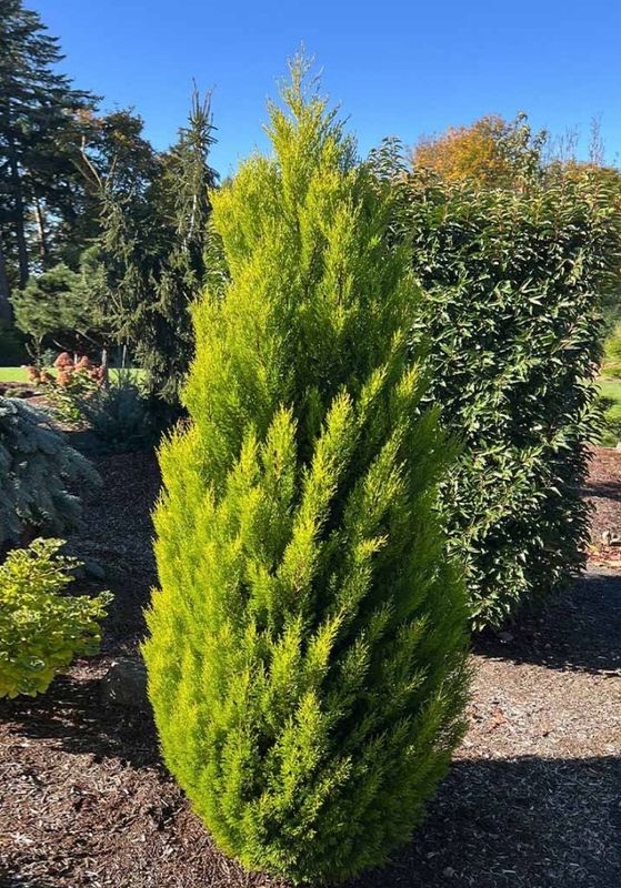 Cupressus Lemon Scented Conifer