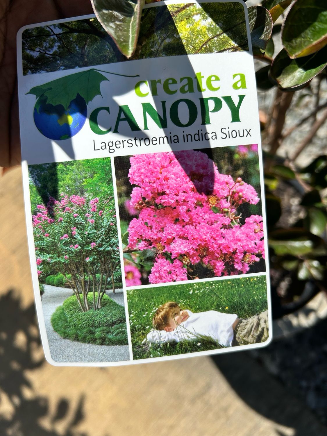 Crape Myrtle Light Pink