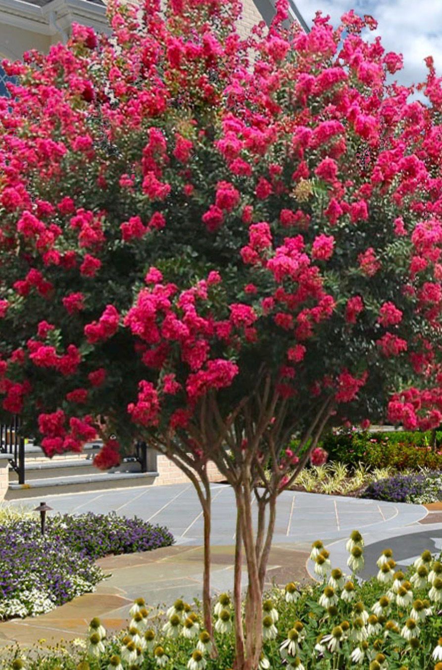 Crape Myrtle Hot Pink