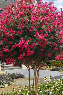 Crape Myrtle Hot Pink