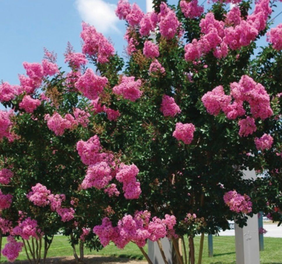 Crape Myrtle Light Pink