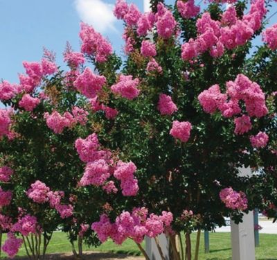 Crape Myrtle Light Pink