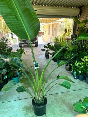 Giant Birds Of Paradise Strelitzia Nicolai
