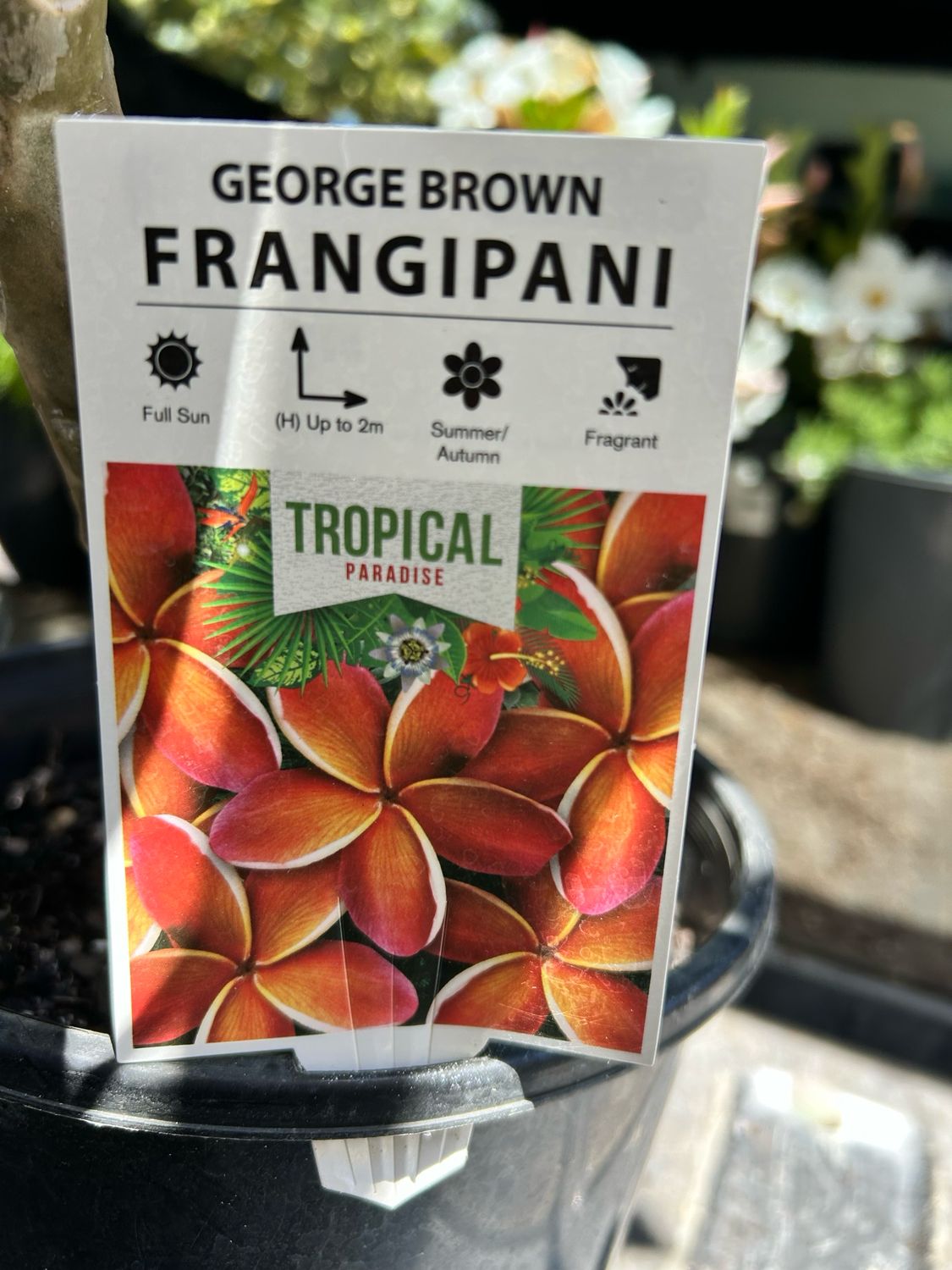 Frangipani George Brown