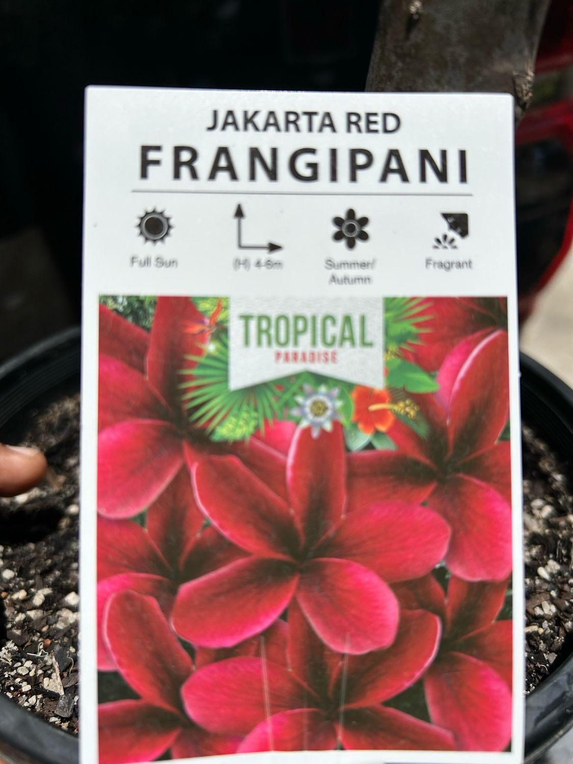 Jakarta Blood Red Frangipani
