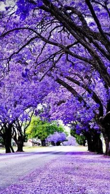 Jacaranda 