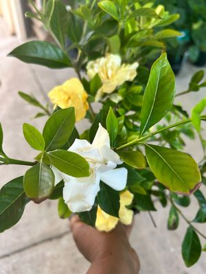 Gardenia