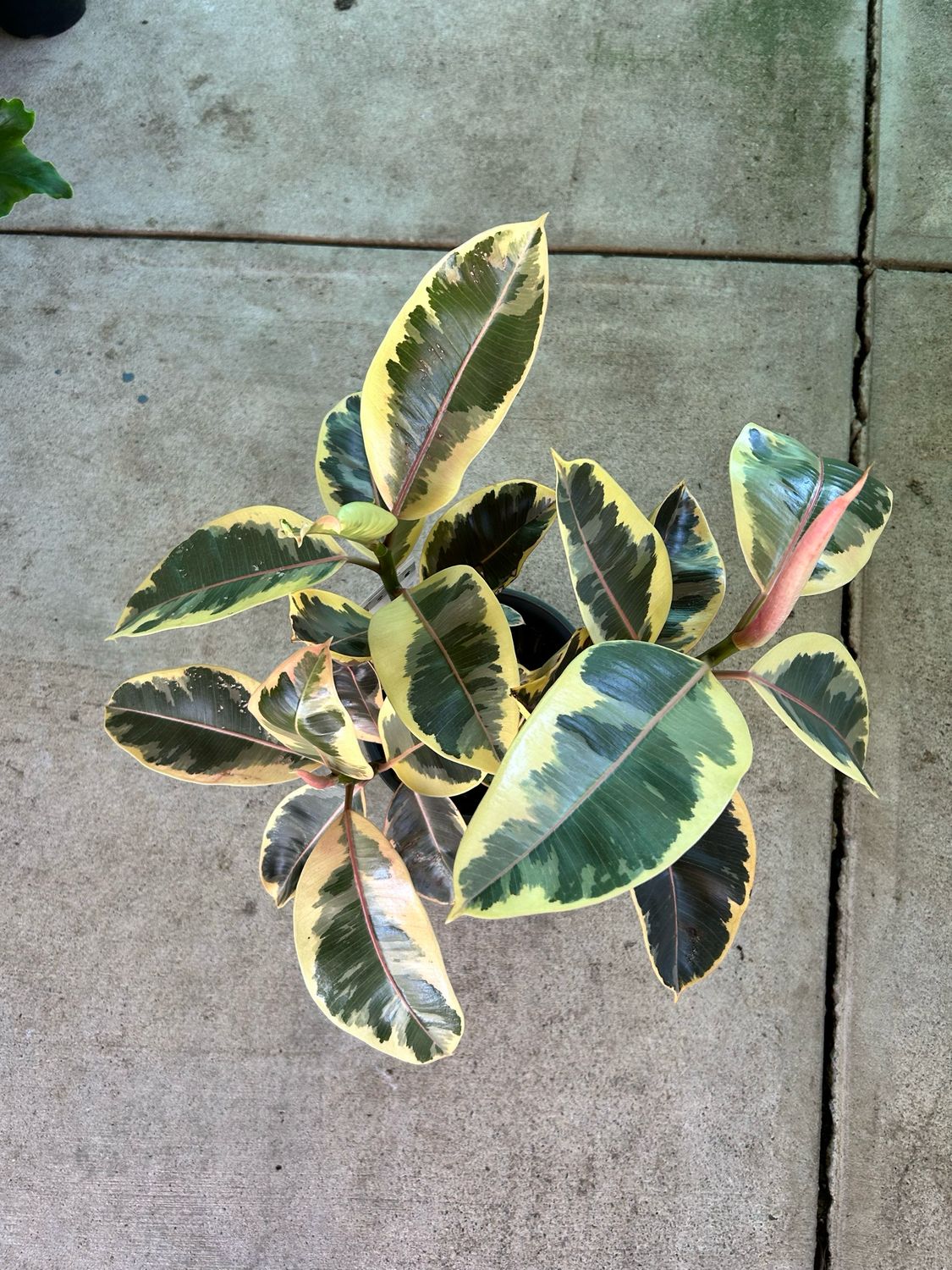 Ficus Rubber Plant