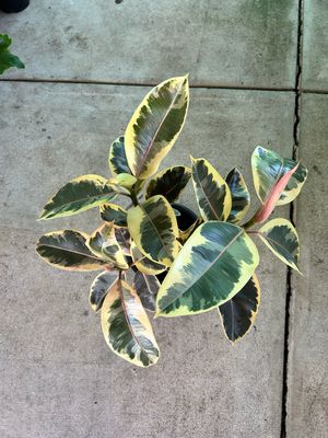 Ficus Rubber Plant