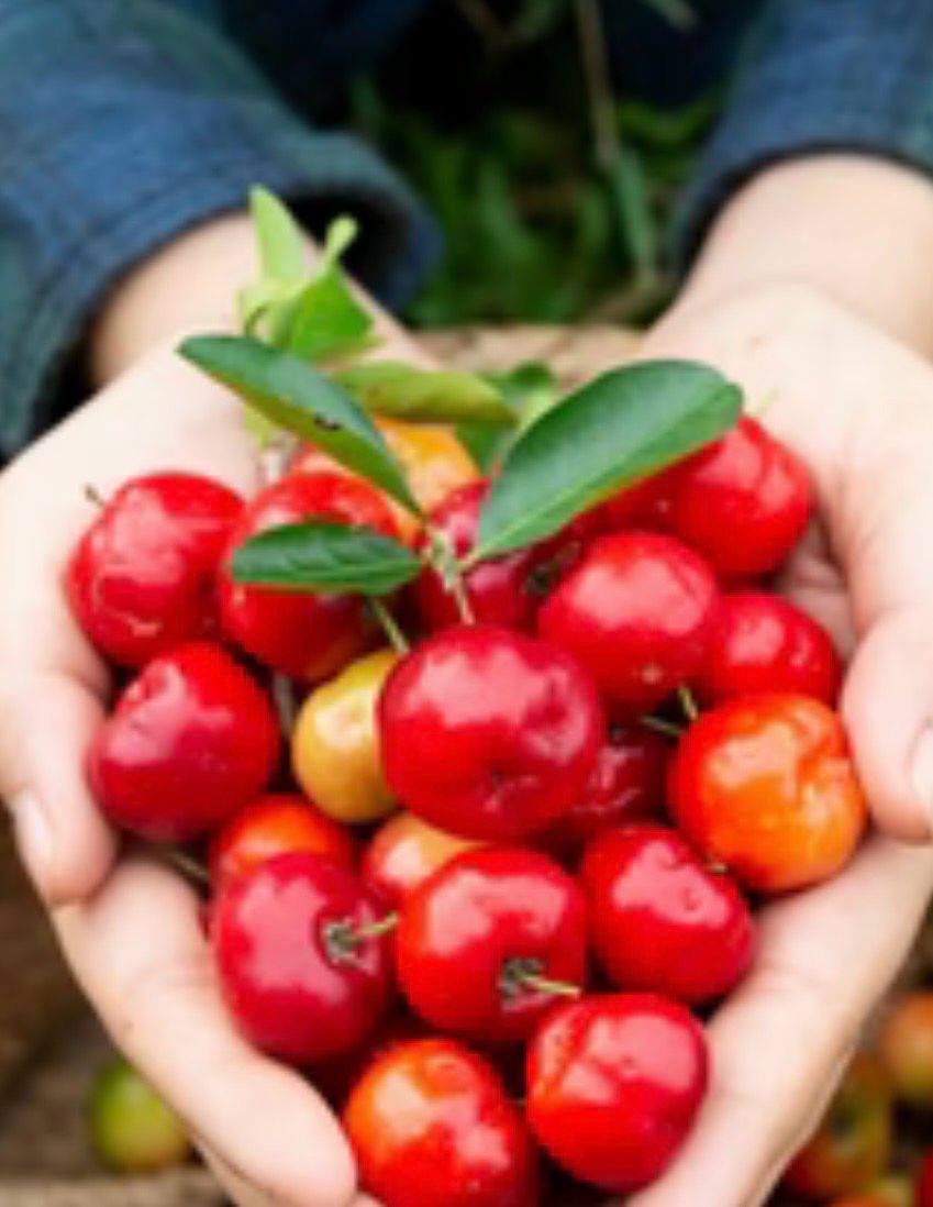 Acerola Cherry Or Barbados Cherry