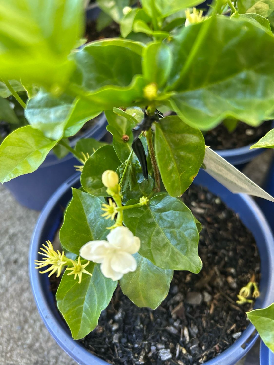 Arabian Jesmine Sambac